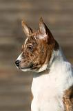 BASENJI 225